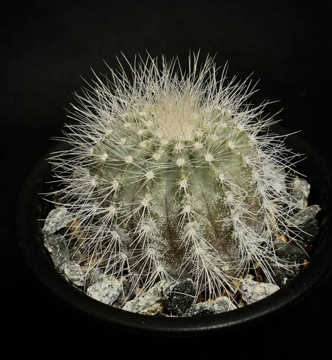 現地球 山木 コピアポア 雷血丸 カキコCopiapoa krainziana コピアポア クラインジアナ サボテン 虎髯玉　検/ 黒王丸　サボテン_画像1