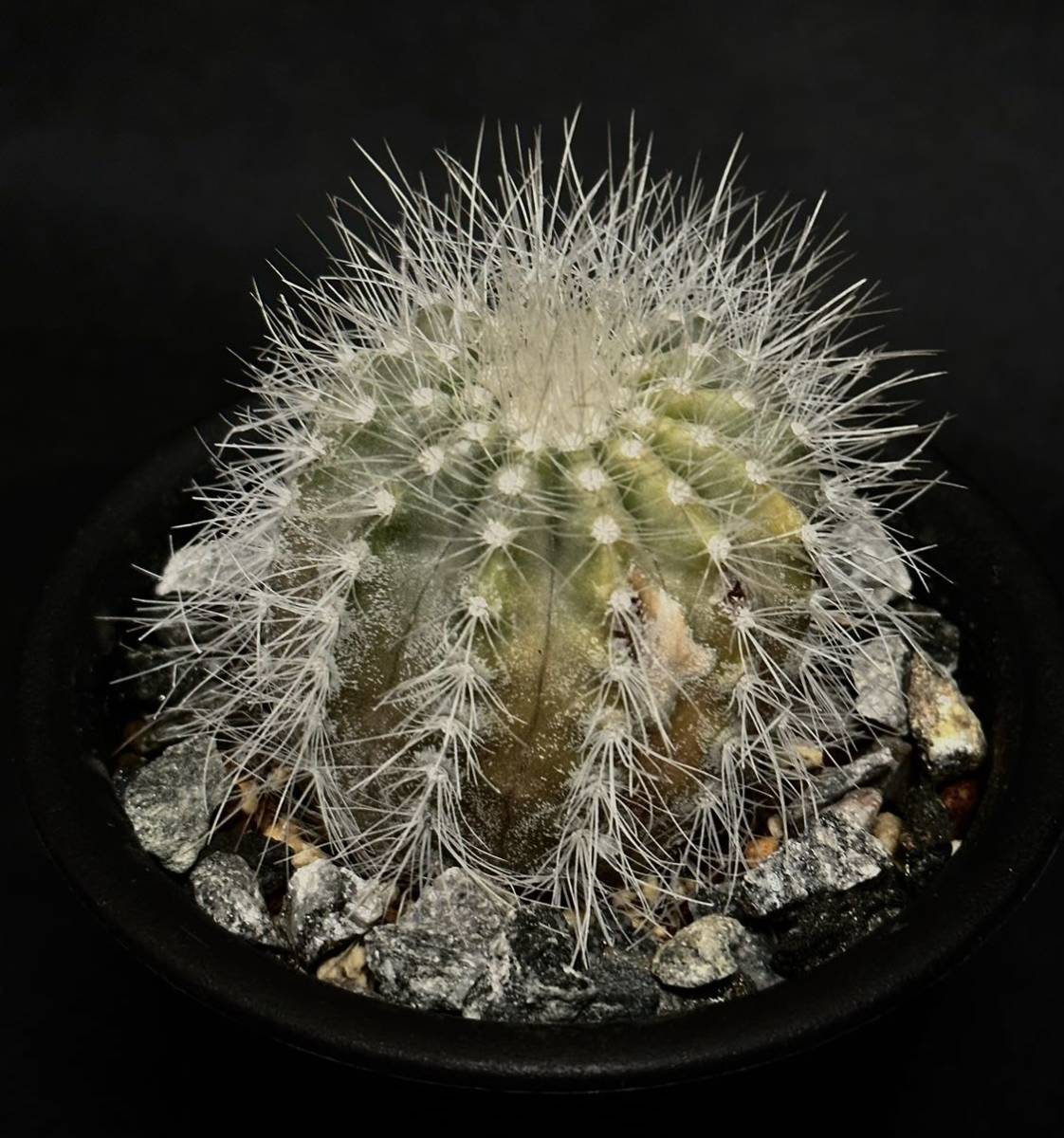 現地球 山木 コピアポア 雷血丸 カキコCopiapoa krainziana コピアポア クラインジアナ サボテン 虎髯玉　検/ 黒王丸　サボテン_画像2