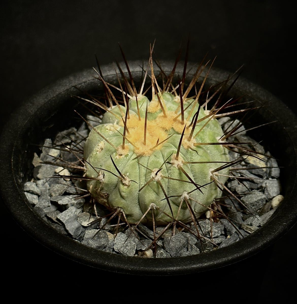 現地球　山木　カキコ　コピアポア　ギガンテア　ギガンティア Copiapoa haseltoniana giganteaサボテン　発根済　検索　黒王丸　サボテン_画像2