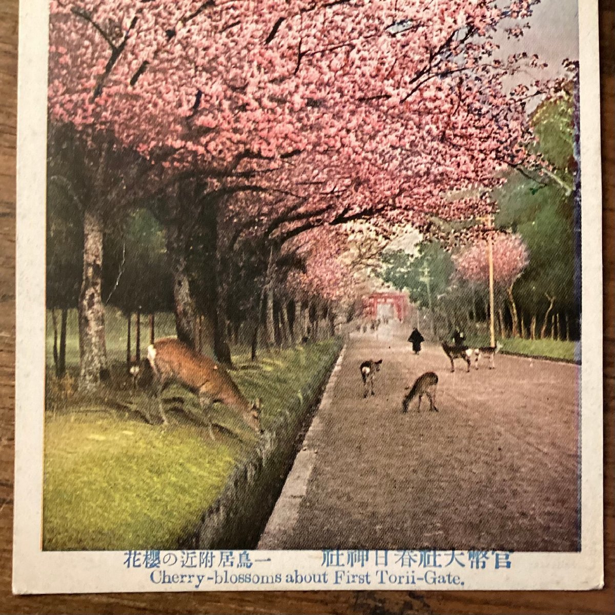 JJ-1735 # including carriage # Nara prefecture .. large company spring day large company one torii attaching close. Sakura flower god company Sakura average tree deer deer nature picture postcard picture printed matter /.FU.