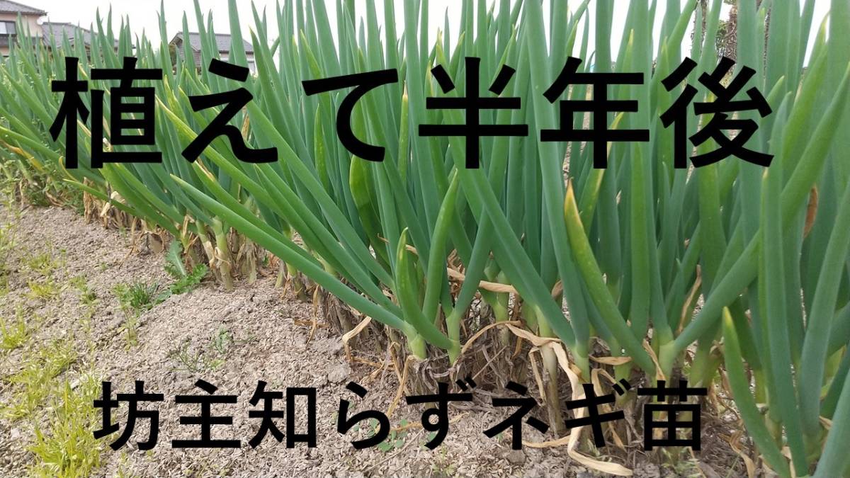 ぼうずしらずねぎ苗20本（畑での生育が良い様に、根と葉を沢山残して発送します）　坊主知らずネギ、分げつ、家庭菜園、薬味_画像3