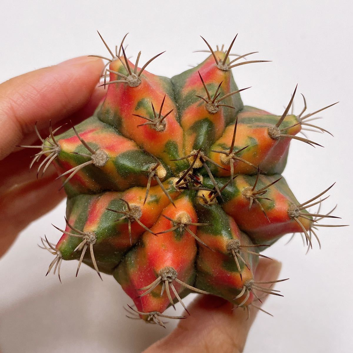 カーネリアン! 多肉植物 サボテン　ギムノカリキウム・ミハノビッチ錦　斑入り　実生 Gymocalycium Mihaovichii Variegated 'Carnelian'_画像1