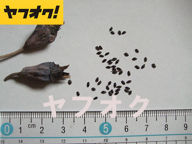 極矮性 アポイキキョウ 超小型の選抜品種 種子 40粒 北海道 アポイ岳 高山植物 山野草_画像3