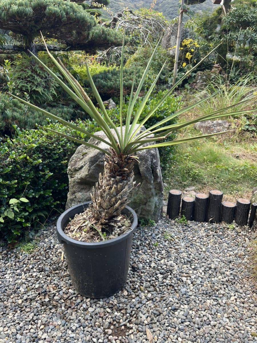 新葉 発根 レア 希少 Yucca Torreyi ユッカ　トレリー 耐寒性－12 ドライガーデン 地植え ガーデニング ロストラータ_画像4