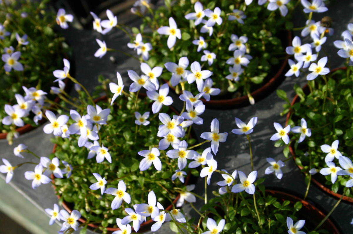 白花ヒナソウ、４株（４ポット分）、開花株、北米産、マット状になる、開花期が長い、裸で送ります_参考