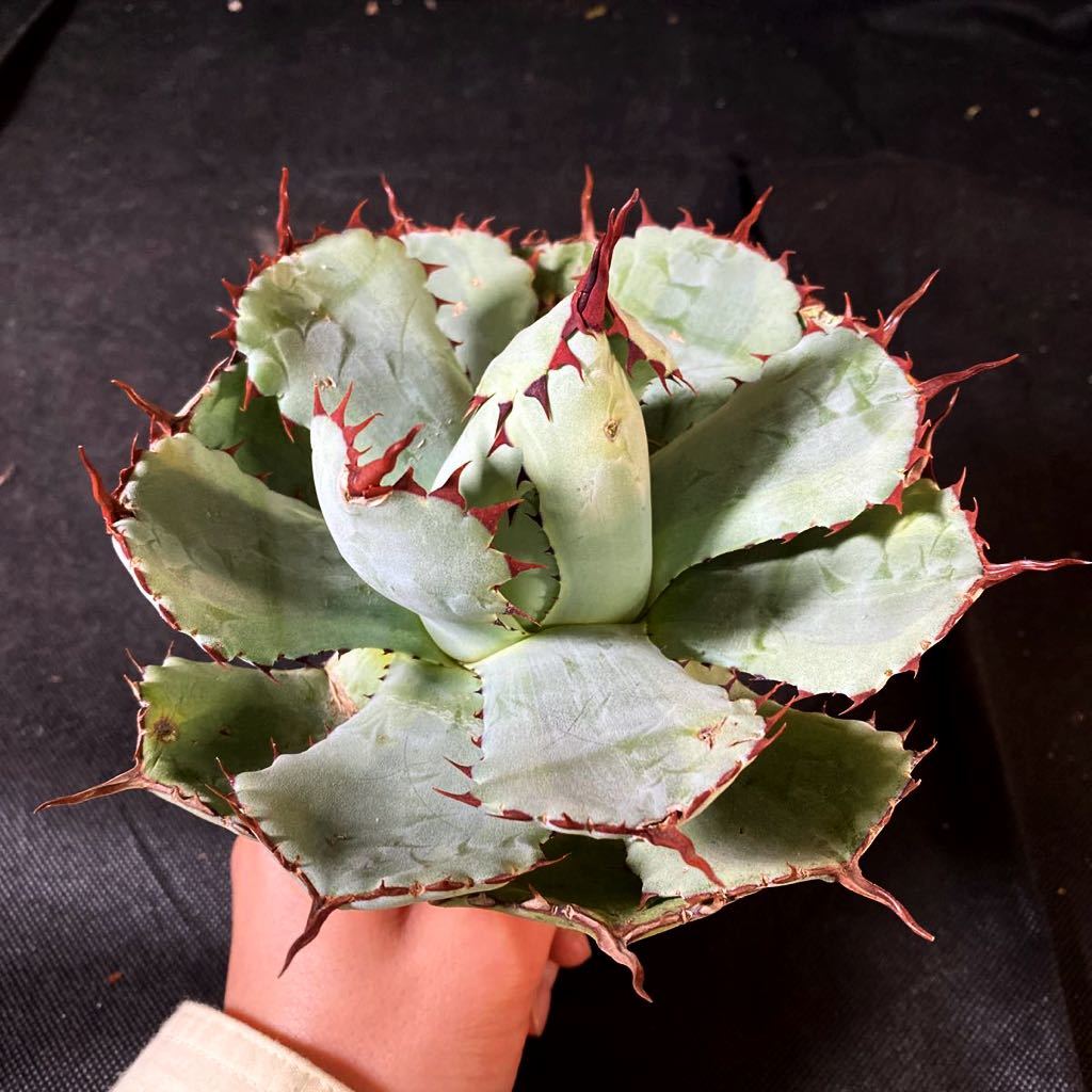 V-40 アガベ 吉祥冠錦 Agave potatorum Kisshoukan Nishiki 1株　多肉植物【超大株】_画像1