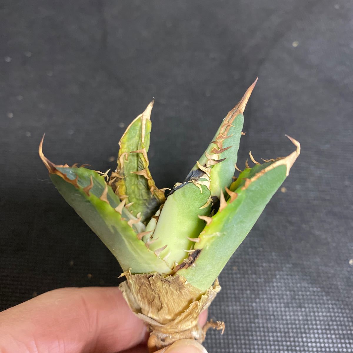 Z-33 アガベ チタノタ バナナピール【agave titanota banana peel】多肉植物_画像2