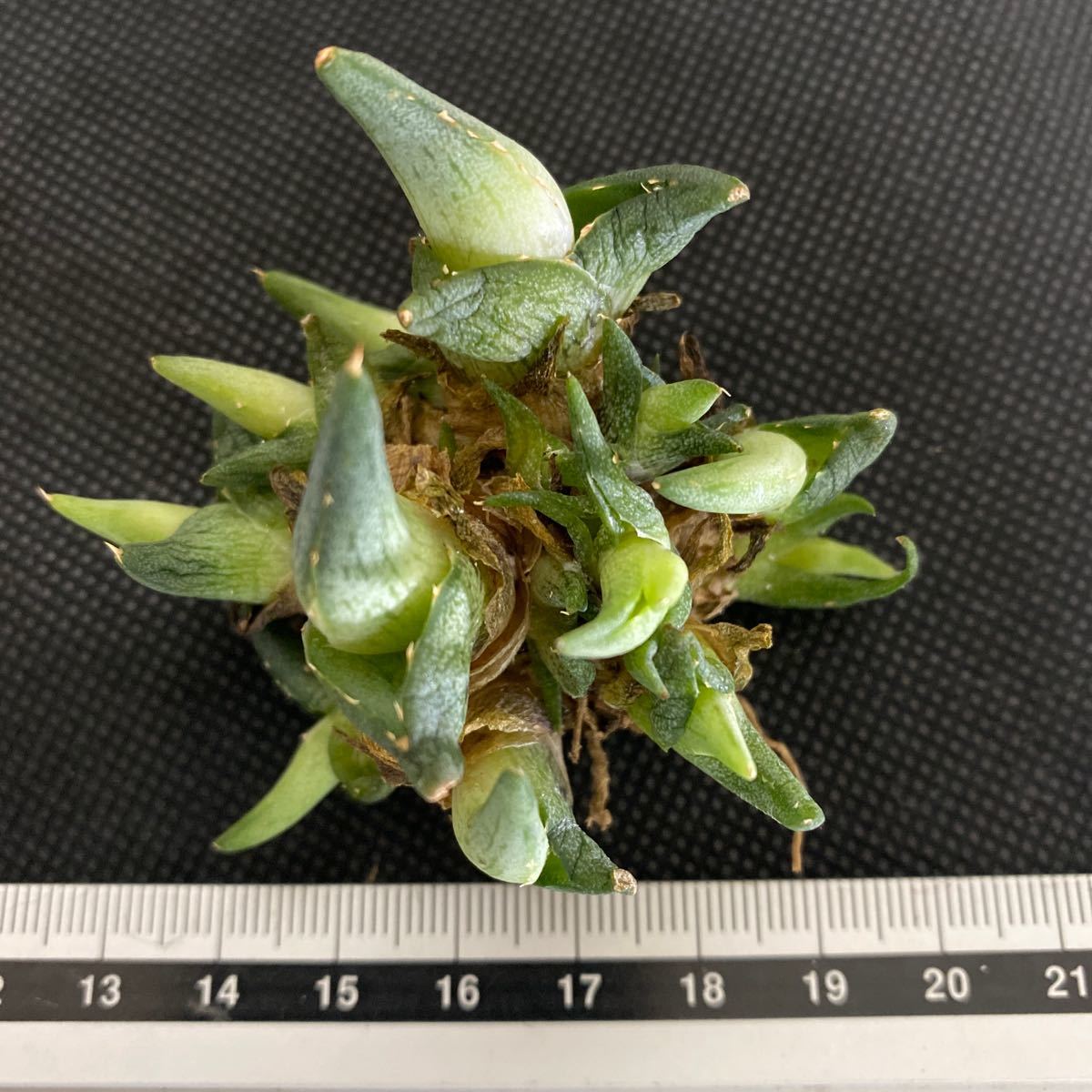 Z-40 アガベ プミラ Agave pumila 1株　多肉植物_画像3