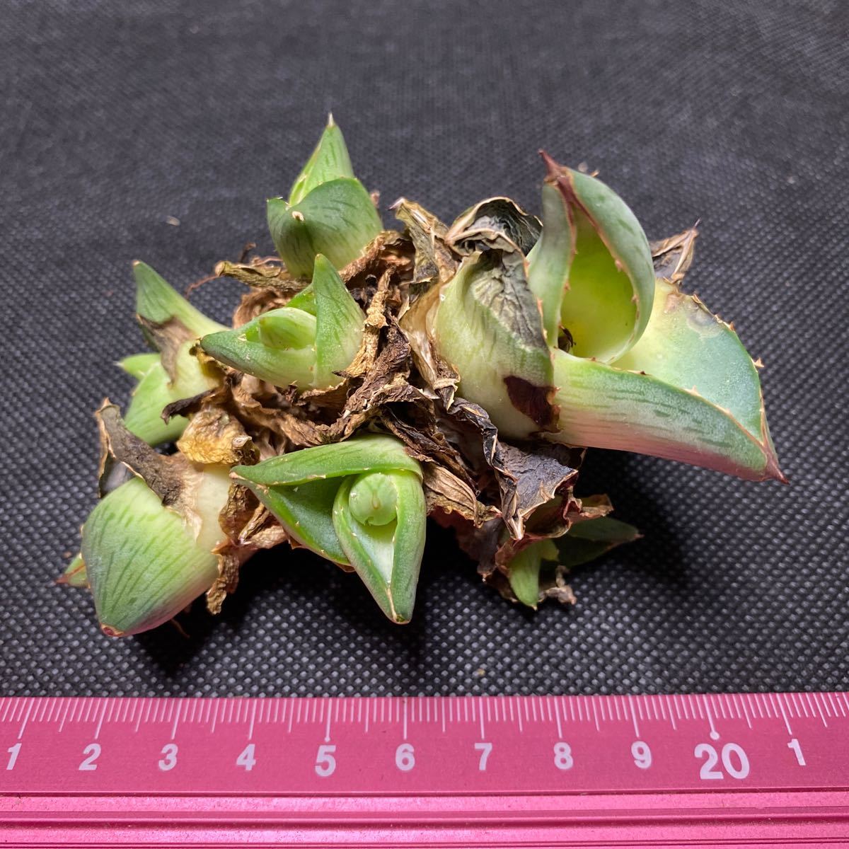 Y-10 アガベ プミラ Agave pumila 1株　多肉植物_画像3