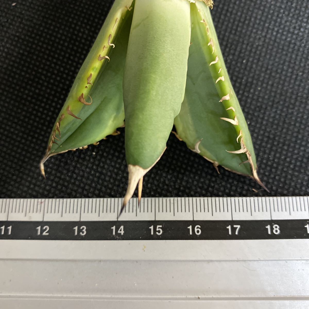 V-16 アガベ チタノタ バナナピール【agave titanota banana peel】多肉植物_画像4