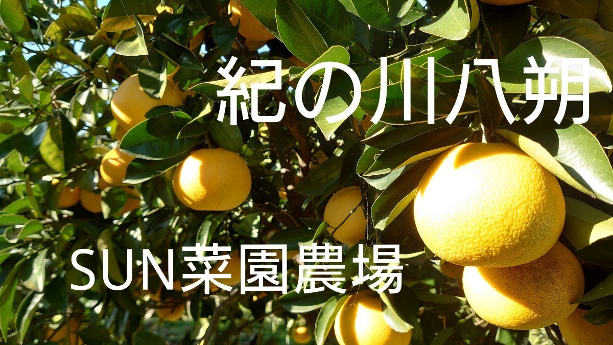 和歌山県産　小玉はっさく　八朔　訳あり　ご家庭用　自粛　健康　美容　減農薬　無農薬　有田みかん　デコポン　デザートに　１０キロ_画像2