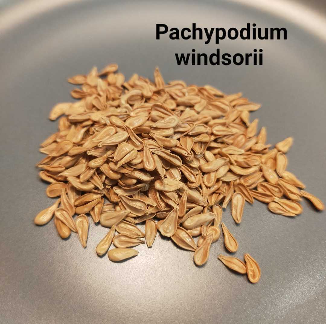 50粒 パキポディウム ウィンゾリー 種子 実生_画像1