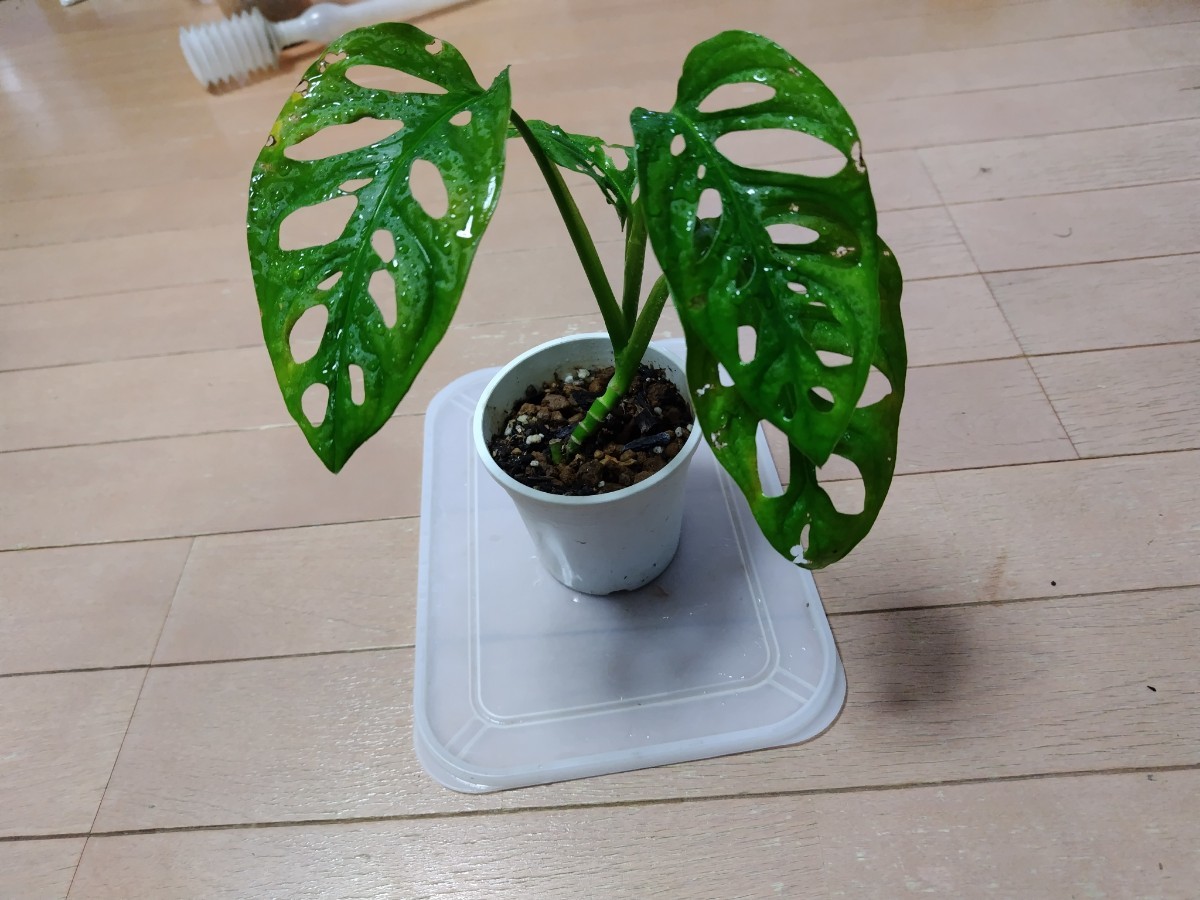 マドカズラ　Monstera friedrichsthalii　大きめ苗_画像5