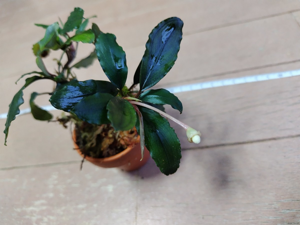 Bucephalandra sp.Sokan3 “Shine Blue” kn便　ブセファランドラsp.ソカン3　シャインブルー　2株_画像6