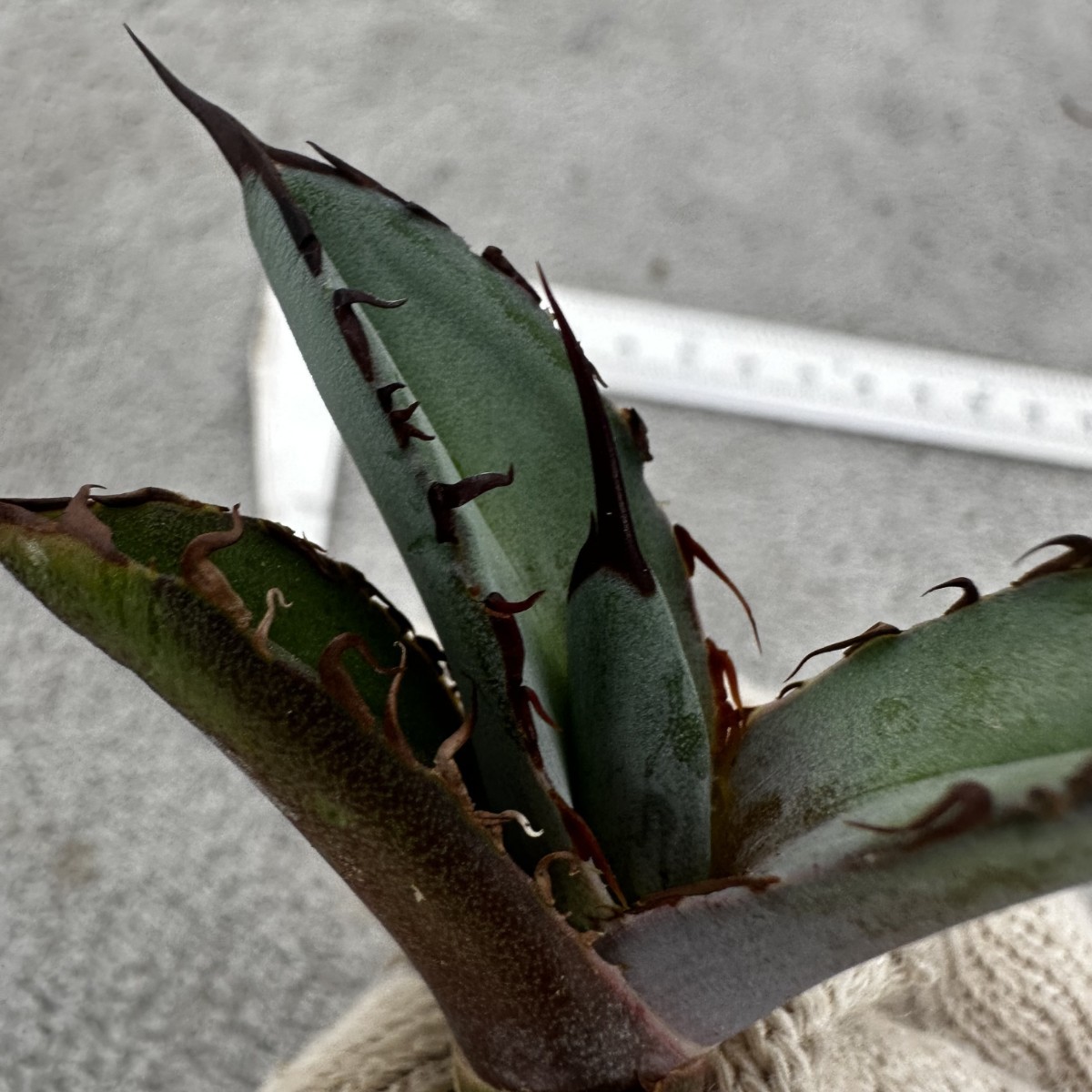 Y5 “BEAST” ビースト 極上子株 多肉植物 アガベ チタノタ Agave titanota _画像3