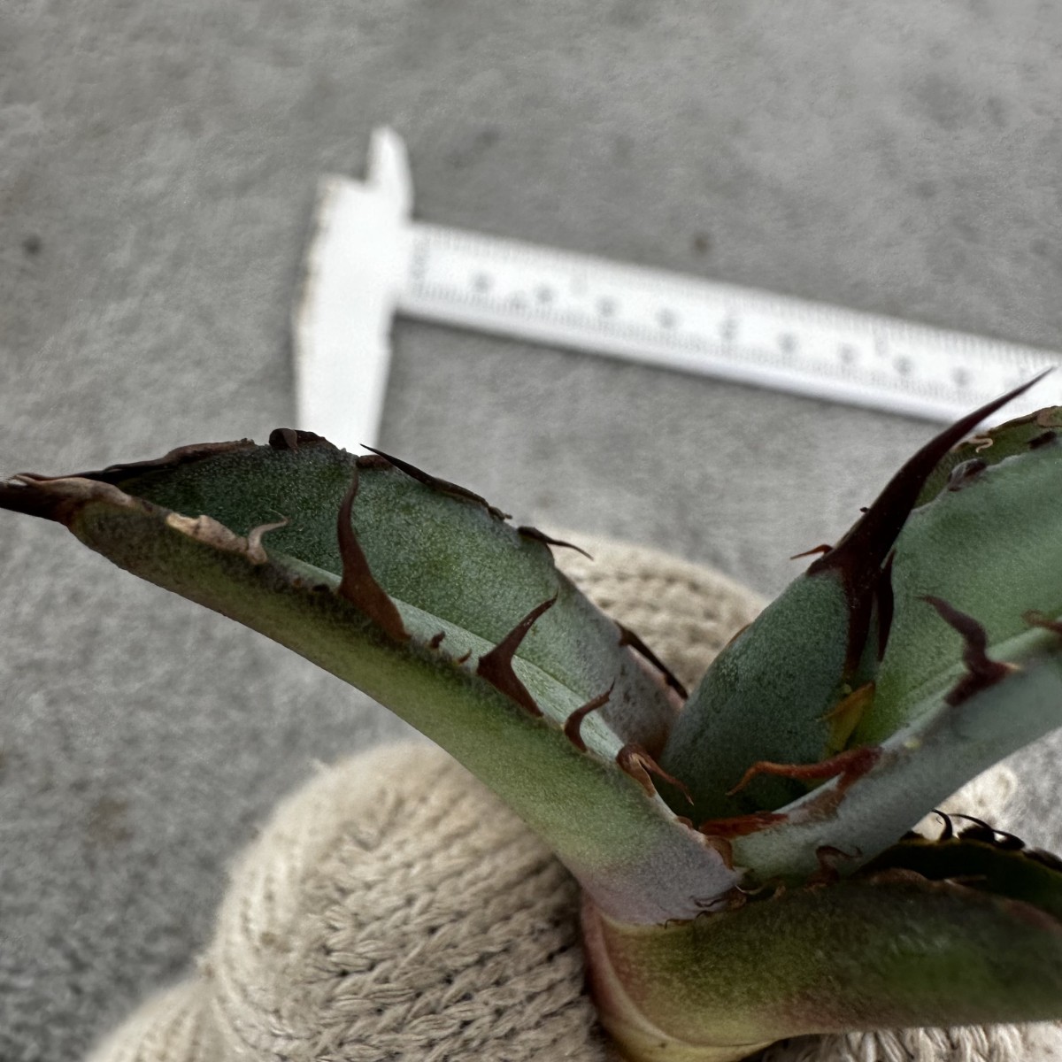 Y5 “BEAST” ビースト 極上子株 多肉植物 アガベ チタノタ Agave titanota _画像4