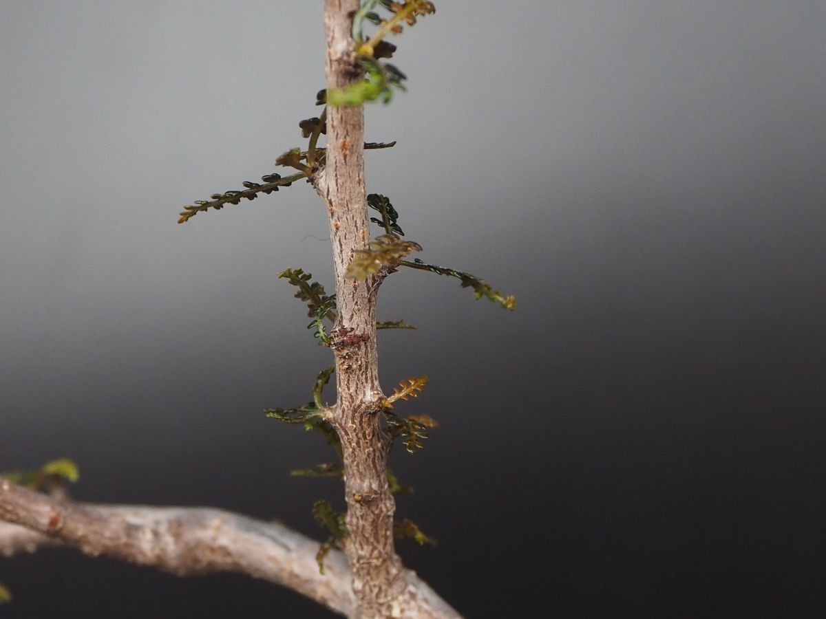 RR_ボスウェリア　ソコトラナ　Lサイズ　良い香り　落葉します/Boswellia socotrana/1株/実生苗_画像4