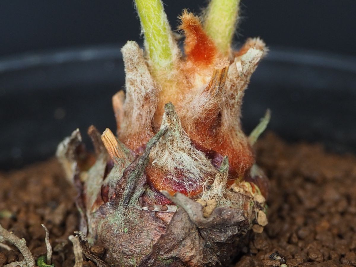 RR_白い毛をまとい銀色に輝くタイシルバー　タイ産銀葉ソテツ　２０１９年実生/Cycas sp. Silver/1株/実生苗_画像1