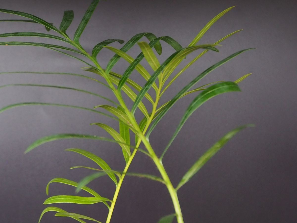 RR_白い毛をまとい銀色に輝くタイシルバー　タイ産銀葉ソテツ　２０１９年実生/Cycas sp. Silver/1株/実生苗_画像5