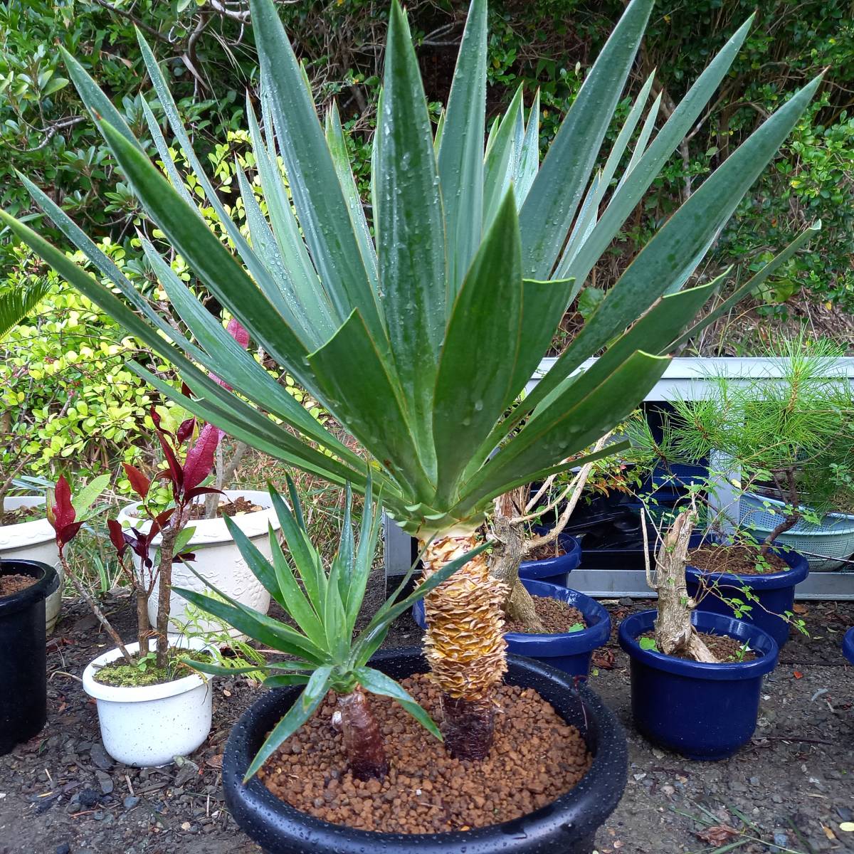 観葉植物　大型キミガヨラン・グロリオサ　10号鉢植　サイズ　横幅　60㎝　奥行　60㎝　高さ　85㎝　未使用_画像3