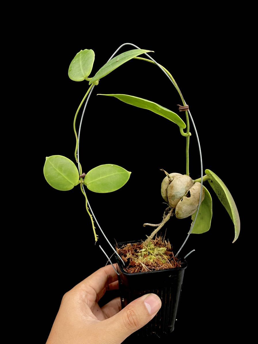 アリ植物 Hoya darwinii Nueva Vizcaya, Luzon_画像1