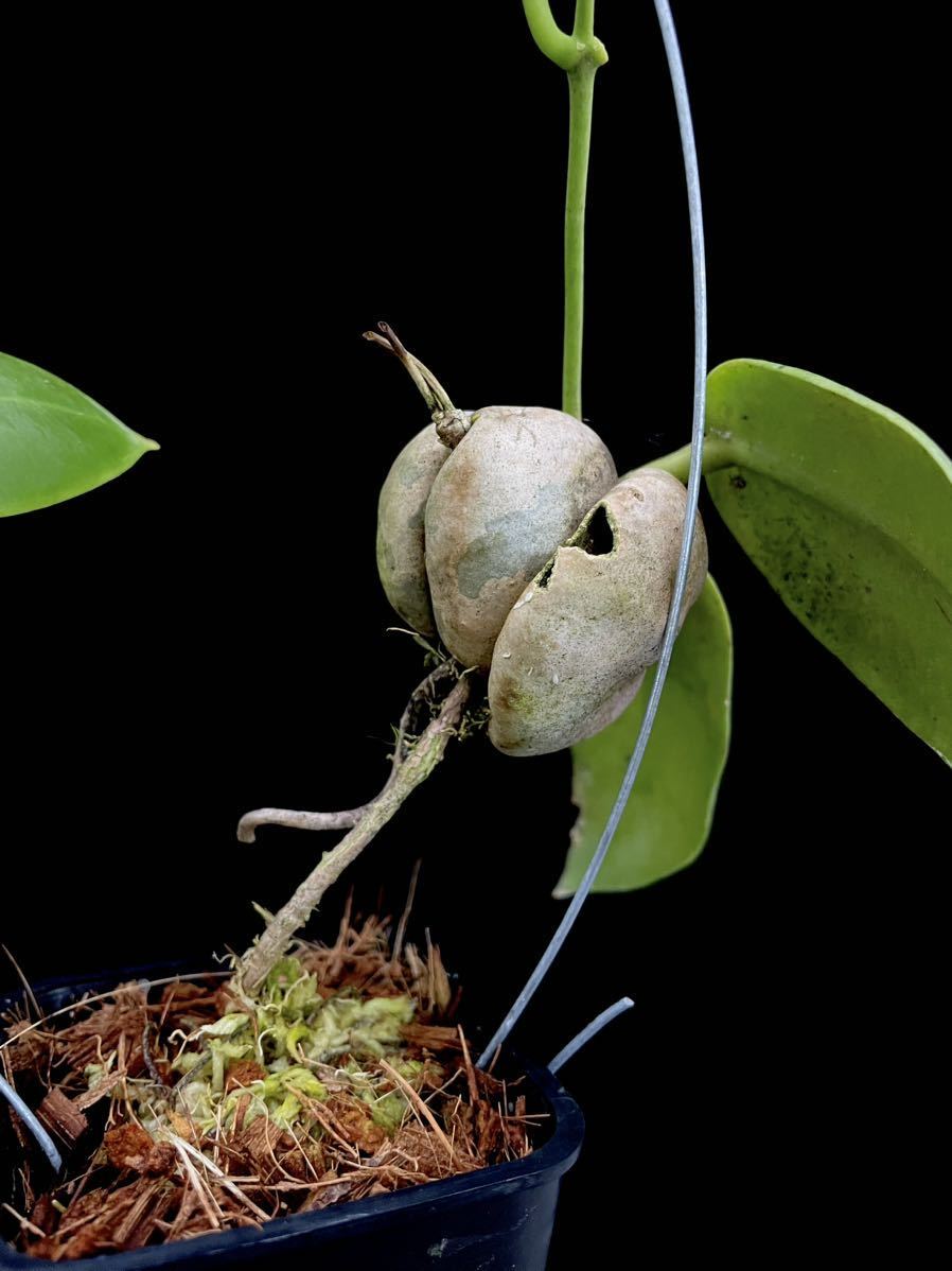 アリ植物 Hoya darwinii Nueva Vizcaya, Luzon_画像3