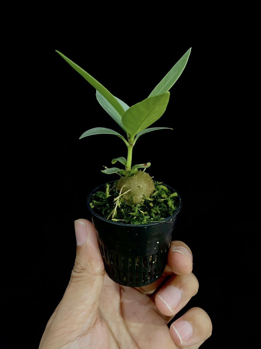 アリ植物 Hydnophytum cf. lauterbachii Southern Nabire, Central Papua 実生株_画像4