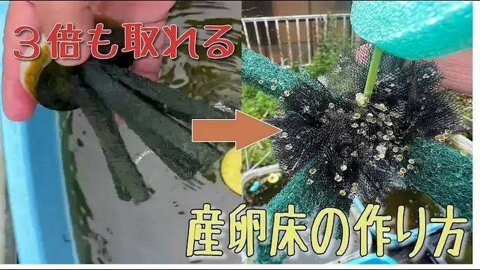 【貴凌メダカ】 圧倒的に根こそぎ採れる!！特別製 産卵床 100個入 めだか 黒玉ボール チュール生地 ポリエステル不織布_画像2