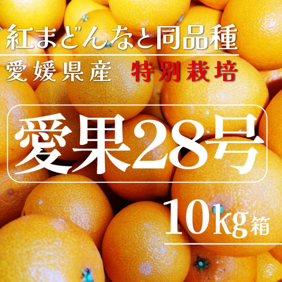 暴風雪の影響 愛媛県産 特別栽培 愛果28号10㎏箱（紅まどんなと同品種