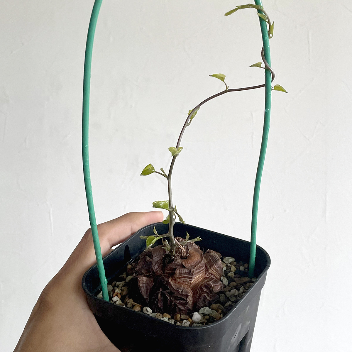 Dioscorea elephantipes ディオスコレア アフリカ亀甲竜 / 良型・実生 // コーデックス, 塊根植物, Caudex_画像7