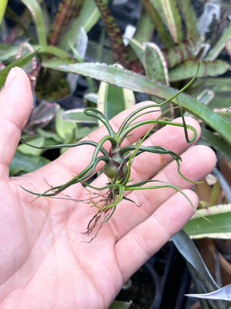 Tillandsia bulbosa 'Mini Brazil' 】★超小型のティランジア・ブルボーサ / チランジア_画像1