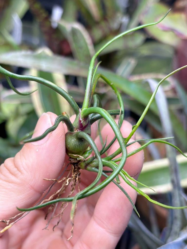 Tillandsia bulbosa 'Mini Brazil' 】★超小型のティランジア・ブルボーサ / チランジア_画像4