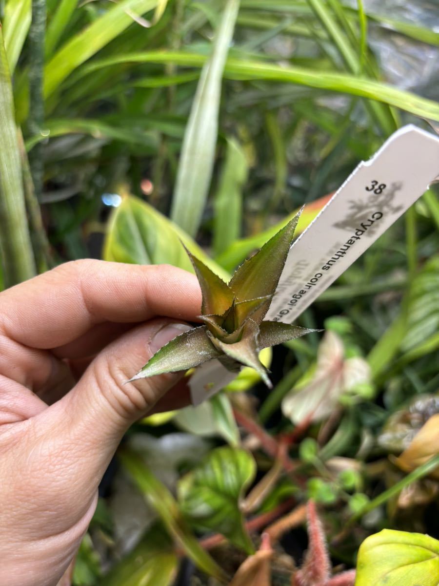 【 Cryptanthus colnagoi 'Grazilla' (Bahia, Brazil) TF38 】★クリプタンサス・コルナゴイ・グラジラ_画像3