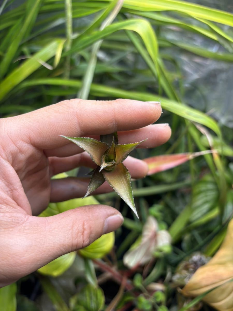 【 Cryptanthus colnagoi 'Grazilla' (Bahia, Brazil) TF38 】★クリプタンサス・コルナゴイ・グラジラ_画像6