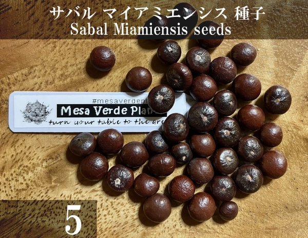 サバル マイアミエンシス 種子 5粒+α Sabal Miamiensis 5 seeds+α 種 ヤシ_画像1