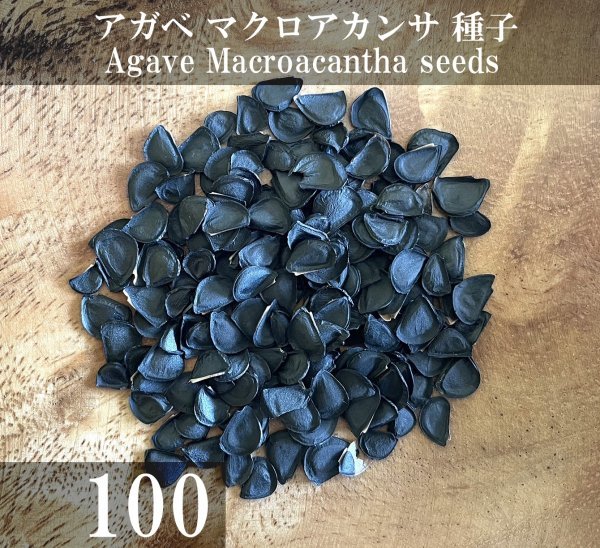 アガベ マクロアカンサ 種子 100粒+α Agave Macroacantha 100 seeds+α 種の画像1