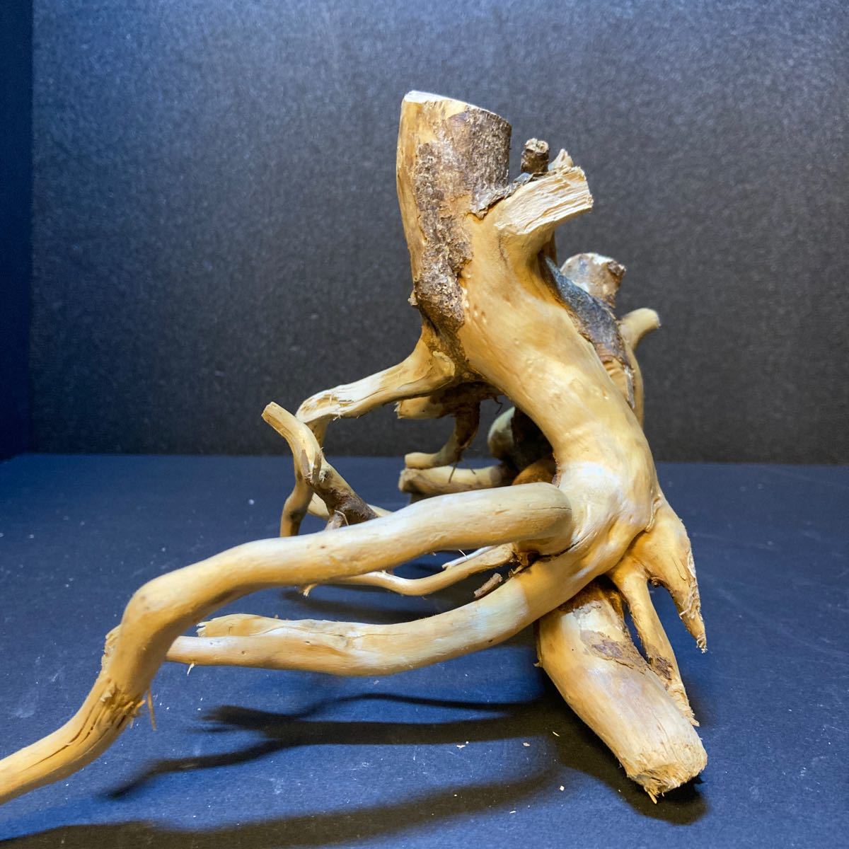 *sea tree* free shipping!.. disinfection ending driftwood 4666 driftwood / aquarium / aquarium / terrarium / interior /ADA/ coral / ornament /