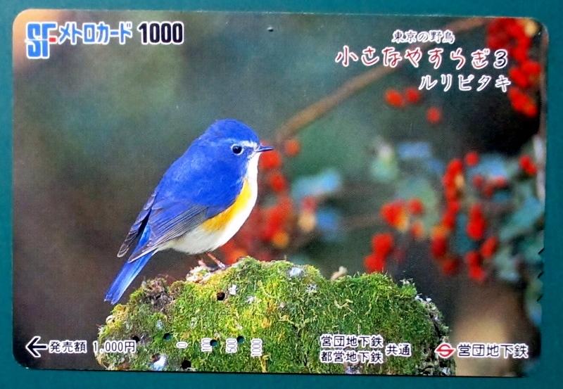 SFメトロカード1000 (営団地下鉄、使用済み 美品)　東京の野鳥・小さなやすらぎ・ルリビタキ　穴3孔、良品 経年不明 送料63円・郵便書簡_SFメトロカード1000 東京の野鳥 ルリビタキ