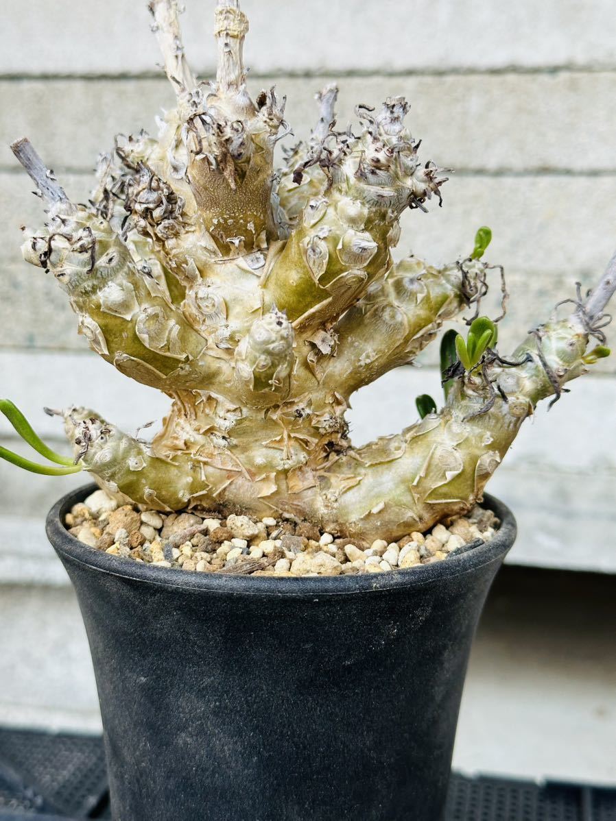 チレコドン グランディフロールス tylecodon grandiflorus 塊根植物 ペラルゴニウム Pelargonium_画像2
