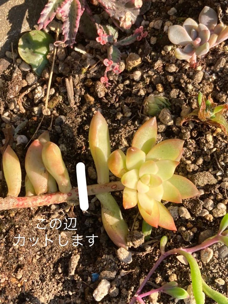 【多肉植物】セダム属　黄麗錦　カット苗_画像3