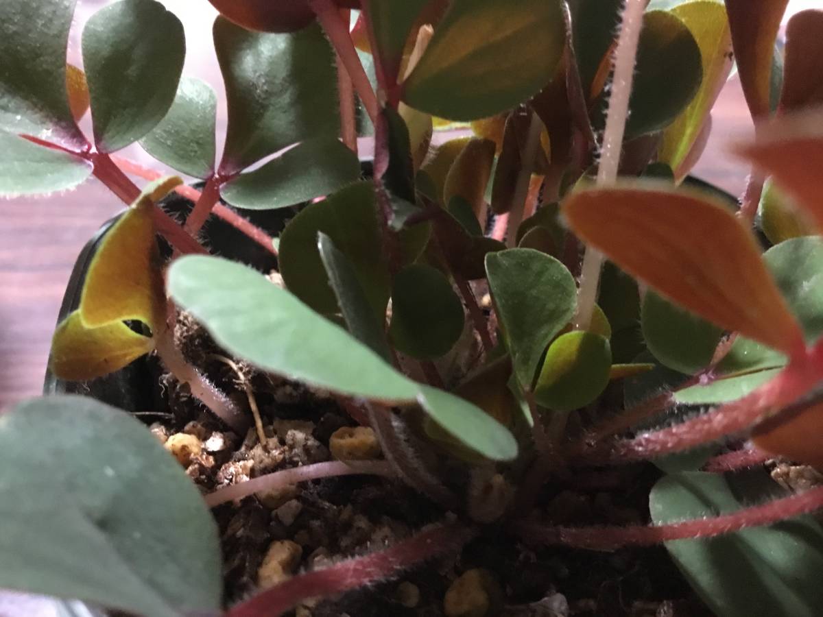 球根植物　オキザリス　　名月の恵み　めいげつのめぐみ　葉の裏が赤茶の特徴　少しオシャレな黄色花_画像3
