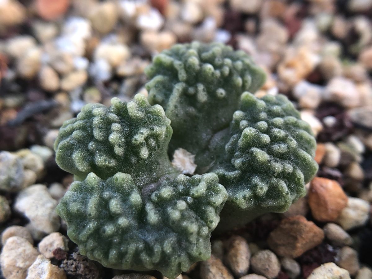 多肉植物 メセン コノフィツム ヤンギー youngii|Yahoo!フリマ 多肉植物 メセン コノフィツム ヤンギー youngii|Yahoo!フリマ