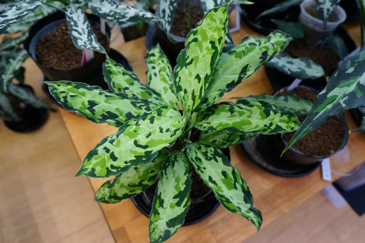 アグラオネマ ピクタム オルメカ シボルガ IDY1018-4a 　 増殖株　Aglaonema pictum_画像1