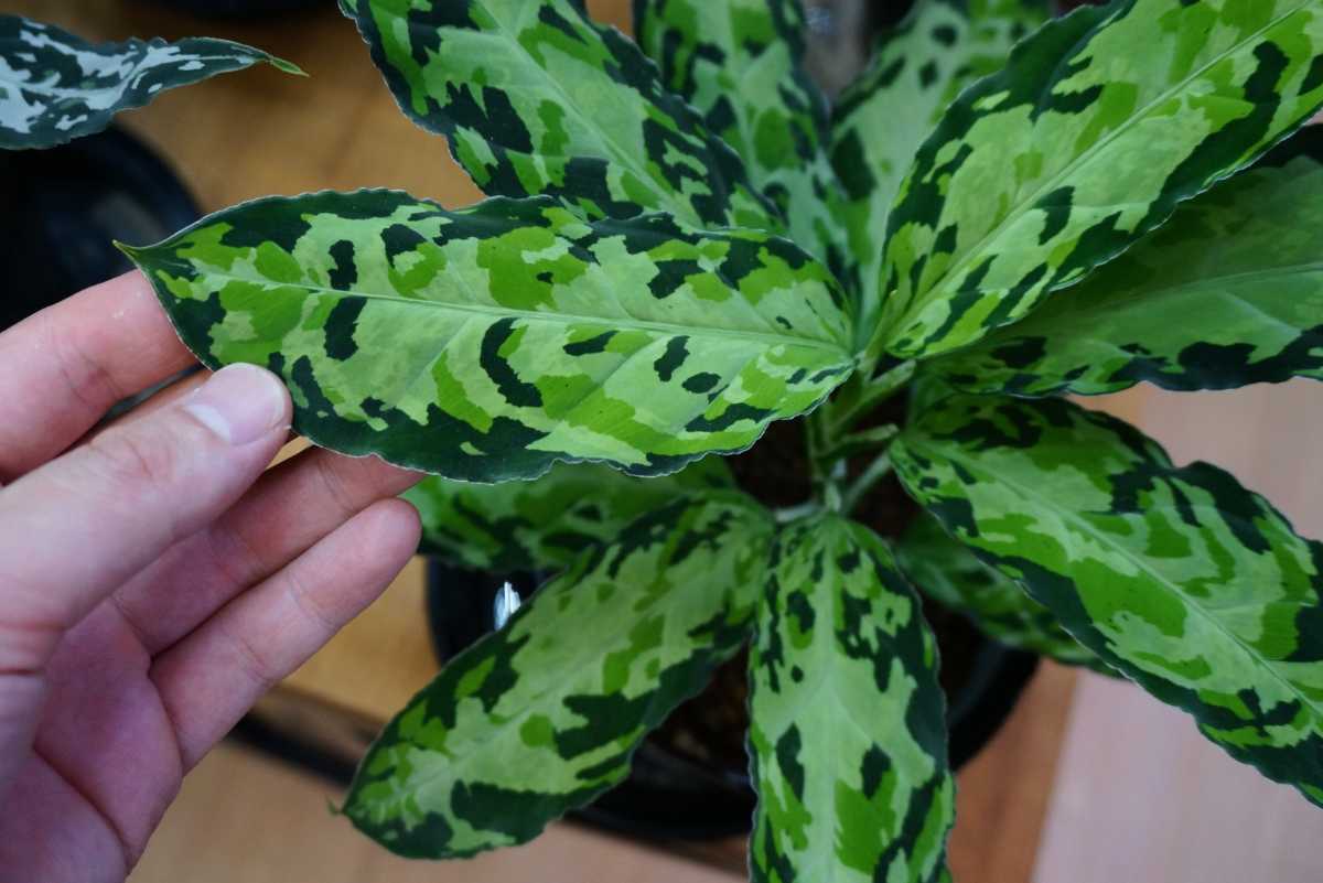 アグラオネマ ピクタム オルメカ シボルガ IDY1018-4a 　 増殖株　Aglaonema pictum_画像2