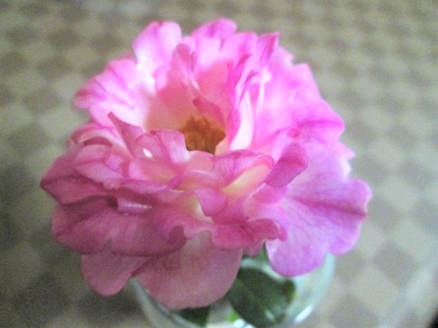  ★シーアネモネ（Sea Anemone）ユニークなバラ(*^-^*)薔薇なの？？？_画像6