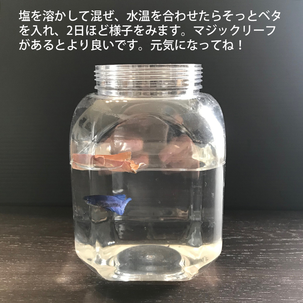 アクアリウム用 天日塩 2kg ベタファーム 虹色黒目園 使用品 ( あらびき 大粒 荒塩 粗塩 あらじお 熱帯魚 塩水浴 水槽 バスソルト_画像3