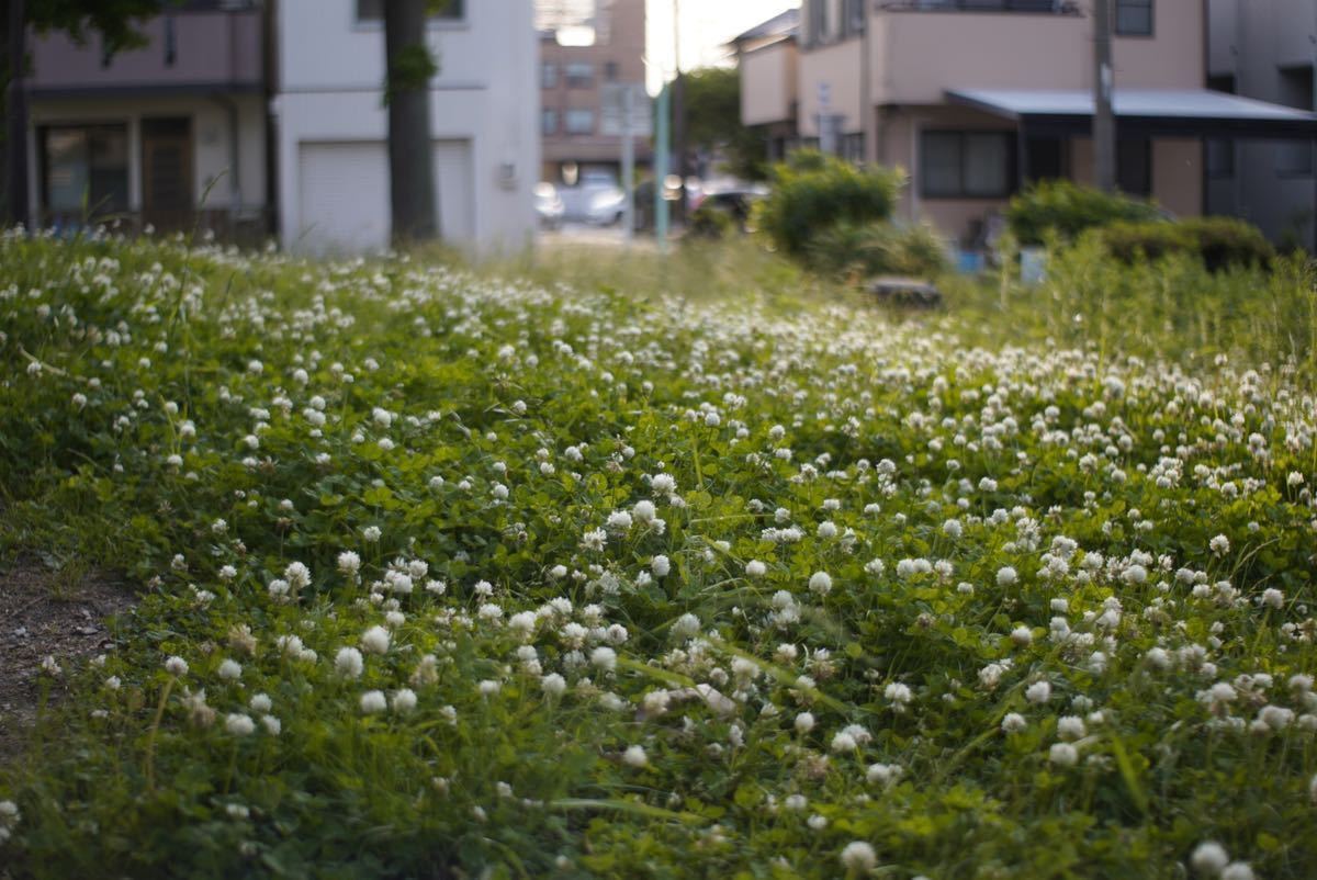 超希少 シネレンズ LOMO PO3-3M 50mm F2 (OKC1-50-1) M42マウント 単焦点 シネマレンズ スピードパンクロ Speed Panchro コピー_画像6