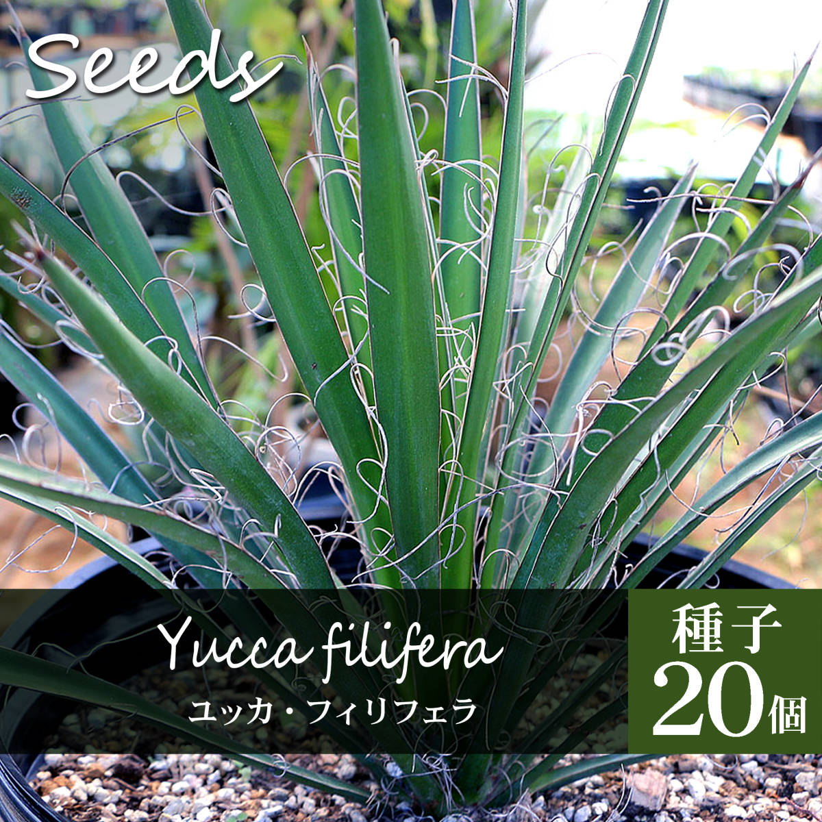 2131 Yucca filifera/種子20個 ユッカ・フィリフェラ/属中最大種_画像1