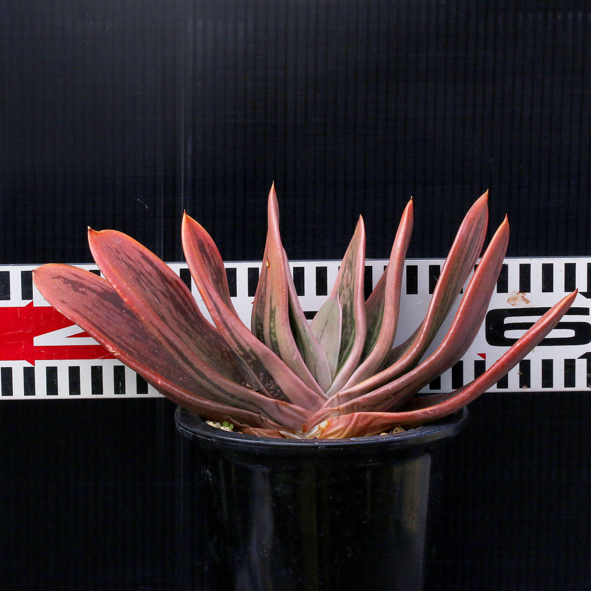 【温室整理SALE】ガステリア・ハイブリッド⑮ Gasteria hybrid. ∂∂∂_画像5