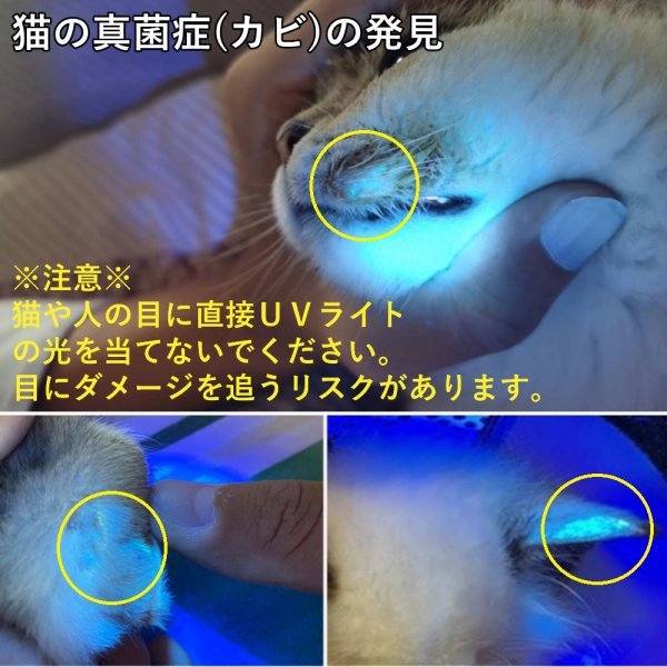 UVライト アニサキスライト 365nm 訳あり品 ブラックライト 防水IPX6 充電式 5W LED 猫の真菌発見 レジン硬化 真贋鑑定 鉱物鑑定 蓄光 C_画像6